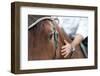 Closeup of a Horse Head with Detail on the Eye and on Rider Hand. Harnessed Horse Being Lead-iancucristi-Framed Photographic Print