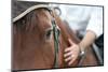 Closeup of a Horse Head with Detail on the Eye and on Rider Hand. Harnessed Horse Being Lead-iancucristi-Mounted Photographic Print