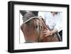 Closeup of a Horse Head with Detail on the Eye and on Rider Hand. Harnessed Horse Being Lead-iancucristi-Framed Photographic Print