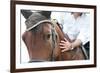 Closeup of a Horse Head with Detail on the Eye and on Rider Hand. Harnessed Horse Being Lead-iancucristi-Framed Photographic Print