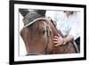 Closeup of a Horse Head with Detail on the Eye and on Rider Hand. Harnessed Horse Being Lead-iancucristi-Framed Photographic Print