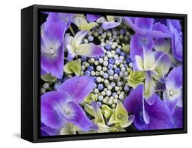 Closeup of a Lacecap Hydrangea (Hydrangea Macrophylla Normalis).-Julianne Eggers-Framed Stretched Canvas