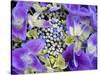 Closeup of a Lacecap Hydrangea (Hydrangea Macrophylla Normalis).-Julianne Eggers-Stretched Canvas