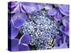 Closeup of a Lacecap Hydrangea (Hydrangea Macrophylla Normalis).-Julianne Eggers-Stretched Canvas