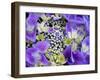 Closeup of a Lacecap Hydrangea (Hydrangea Macrophylla Normalis).-Julianne Eggers-Framed Photographic Print