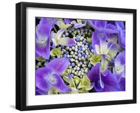 Closeup of a Lacecap Hydrangea (Hydrangea Macrophylla Normalis).-Julianne Eggers-Framed Photographic Print