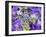 Closeup of a Lacecap Hydrangea (Hydrangea Macrophylla Normalis).-Julianne Eggers-Framed Photographic Print