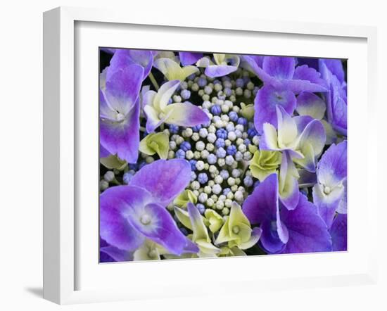 Closeup of a Lacecap Hydrangea (Hydrangea Macrophylla Normalis).-Julianne Eggers-Framed Photographic Print