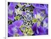 Closeup of a Lacecap Hydrangea (Hydrangea Macrophylla Normalis).-Julianne Eggers-Framed Photographic Print