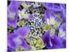 Closeup of a Lacecap Hydrangea (Hydrangea Macrophylla Normalis).-Julianne Eggers-Mounted Photographic Print