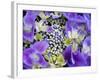 Closeup of a Lacecap Hydrangea (Hydrangea Macrophylla Normalis).-Julianne Eggers-Framed Photographic Print