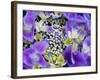 Closeup of a Lacecap Hydrangea (Hydrangea Macrophylla Normalis).-Julianne Eggers-Framed Photographic Print