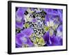 Closeup of a Lacecap Hydrangea (Hydrangea Macrophylla Normalis).-Julianne Eggers-Framed Photographic Print