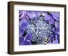 Closeup of a Lacecap Hydrangea (Hydrangea Macrophylla Normalis).-Julianne Eggers-Framed Photographic Print