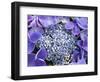 Closeup of a Lacecap Hydrangea (Hydrangea Macrophylla Normalis).-Julianne Eggers-Framed Photographic Print