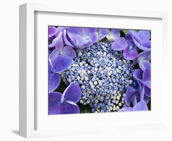 Closeup of a Lacecap Hydrangea (Hydrangea Macrophylla Normalis).-Julianne Eggers-Framed Photographic Print