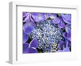 Closeup of a Lacecap Hydrangea (Hydrangea Macrophylla Normalis).-Julianne Eggers-Framed Photographic Print