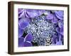 Closeup of a Lacecap Hydrangea (Hydrangea Macrophylla Normalis).-Julianne Eggers-Framed Photographic Print