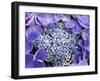 Closeup of a Lacecap Hydrangea (Hydrangea Macrophylla Normalis).-Julianne Eggers-Framed Photographic Print