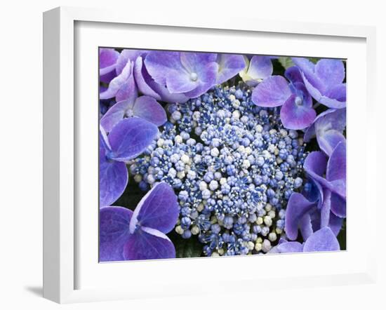 Closeup of a Lacecap Hydrangea (Hydrangea Macrophylla Normalis).-Julianne Eggers-Framed Photographic Print