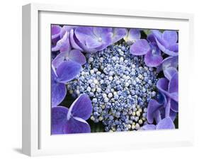 Closeup of a Lacecap Hydrangea (Hydrangea Macrophylla Normalis).-Julianne Eggers-Framed Photographic Print