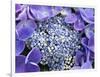 Closeup of a Lacecap Hydrangea (Hydrangea Macrophylla Normalis).-Julianne Eggers-Framed Photographic Print