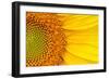 Closeup of a Section of a Sunflower-Salma_lx-Framed Photographic Print