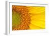 Closeup of a Section of a Sunflower-Salma_lx-Framed Photographic Print