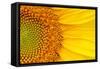Closeup of a Section of a Sunflower-Salma_lx-Framed Stretched Canvas