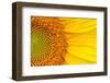 Closeup of a Section of a Sunflower-Salma_lx-Framed Photographic Print