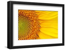 Closeup of a Section of a Sunflower-Salma_lx-Framed Photographic Print