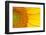 Closeup of a Section of a Sunflower-Salma_lx-Framed Photographic Print