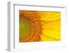 Closeup of a Section of a Sunflower-Salma_lx-Framed Photographic Print