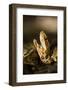 Closeup of a Water Moccasin in a Defensive Display in Big Cypress National Preserve, Florida-Neil Losin-Framed Photographic Print