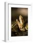 Closeup of a Water Moccasin in a Defensive Display in Big Cypress National Preserve, Florida-Neil Losin-Framed Photographic Print