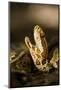 Closeup of a Water Moccasin in a Defensive Display in Big Cypress National Preserve, Florida-Neil Losin-Mounted Photographic Print