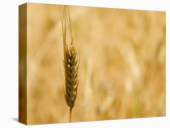 Closeup of Barley, East Himalayas, Tibet, China-Keren Su-Stretched Canvas