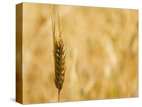 Closeup of Barley, East Himalayas, Tibet, China-Keren Su-Stretched Canvas