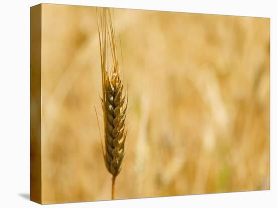 Closeup of Barley, East Himalayas, Tibet, China-Keren Su-Stretched Canvas