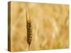 Closeup of Barley, East Himalayas, Tibet, China-Keren Su-Stretched Canvas