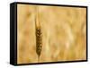 Closeup of Barley, East Himalayas, Tibet, China-Keren Su-Framed Stretched Canvas