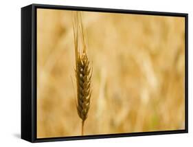 Closeup of Barley, East Himalayas, Tibet, China-Keren Su-Framed Stretched Canvas