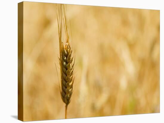 Closeup of Barley, East Himalayas, Tibet, China-Keren Su-Stretched Canvas