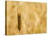 Closeup of Barley, East Himalayas, Tibet, China-Keren Su-Stretched Canvas