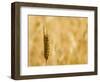 Closeup of Barley, East Himalayas, Tibet, China-Keren Su-Framed Photographic Print