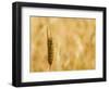 Closeup of Barley, East Himalayas, Tibet, China-Keren Su-Framed Photographic Print