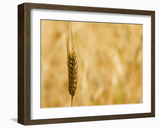 Closeup of Barley, East Himalayas, Tibet, China-Keren Su-Framed Photographic Print