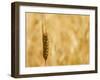 Closeup of Barley, East Himalayas, Tibet, China-Keren Su-Framed Photographic Print