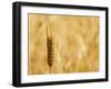 Closeup of Barley, East Himalayas, Tibet, China-Keren Su-Framed Photographic Print