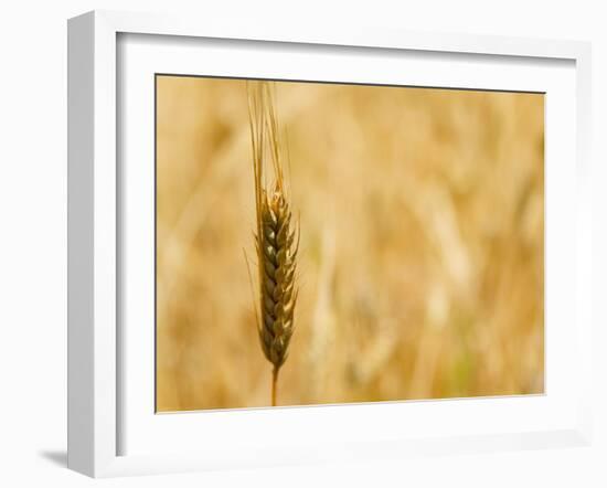 Closeup of Barley, East Himalayas, Tibet, China-Keren Su-Framed Photographic Print